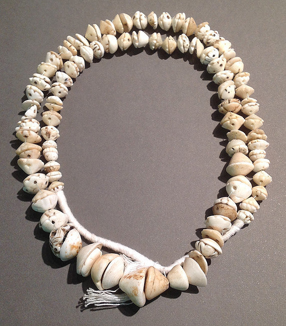 Conus Shell Beads