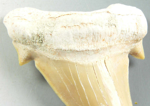 Lamna Oblique Tooth