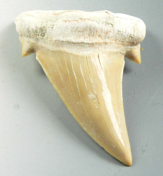 Lamna Oblique Tooth